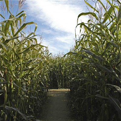 GoLocalPDX | The 25 Best Corn Mazes, Apple Orchards and Haunted Houses in  Oregon