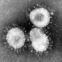15th case of Coronavirus in U.S. confirmed. PHOTO: Fred Murphy/CDC